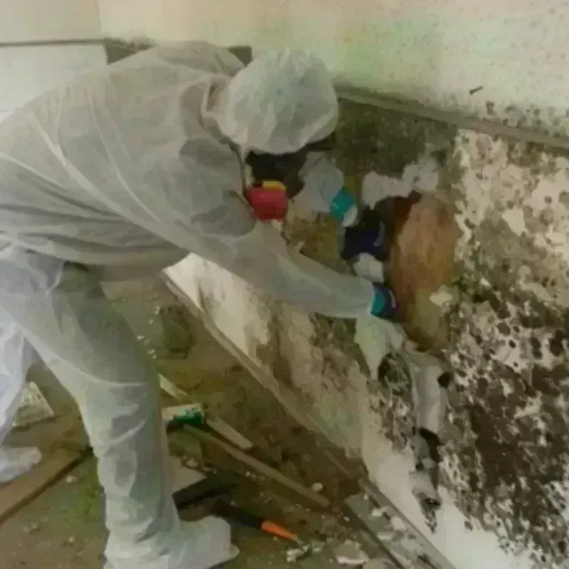 Mold Remediation and Removal in Montrose, MN